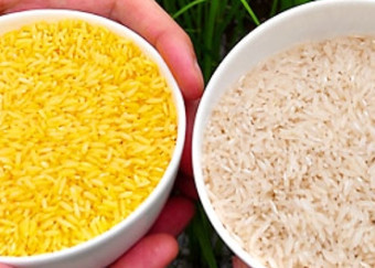 Golden Rice: non perdiamo tempo!