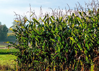 OGM, il Ministro Belga dell’Agricoltura apre agli organismi modificati