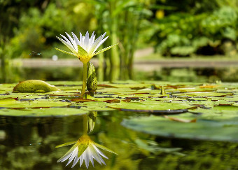 Agroinnova apre le celebrazioni in Italia dell’International Year of Plant Health (IYPH) proclamato dalle Nazioni Unite per il 2020