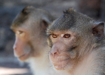 Sperimentazione animale, sospese le ricerche delle Università di Torino e Parma. La comunità scientifica: “Attacco ideologico alla ricerca”