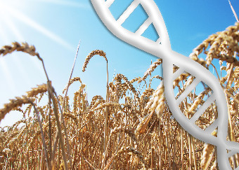 Nuove biotecnologie, appello della scienza contro l’oscurantismo europeo