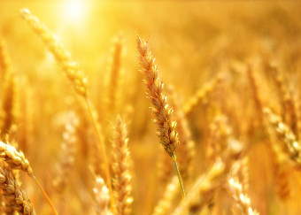 Miglioramento genetico delle piante agrarie. La SIGA chiede la modifica della direttiva europea