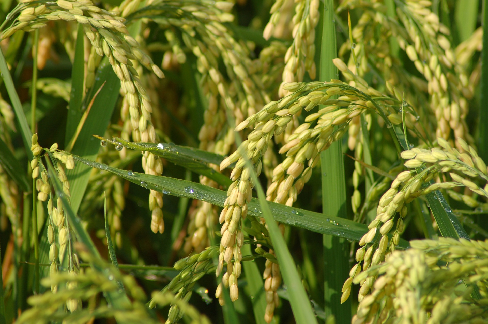 Genome editing di piante agrarie per la sostenibilità