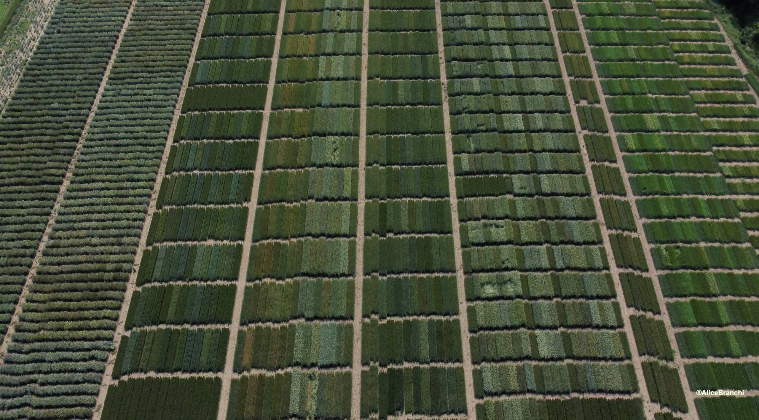 Studio e valorizzazione della biodiversit&agrave; agraria