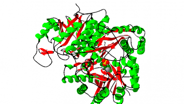 Le “Moonlighting proteins”: il vantaggio evolutivo della promiscuità funzionale