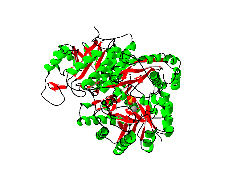 Le “Moonlighting proteins”: il vantaggio evolutivo della promiscuità funzionale